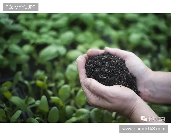 k8集团官网企业文化与社会责任实践案例深度剖析